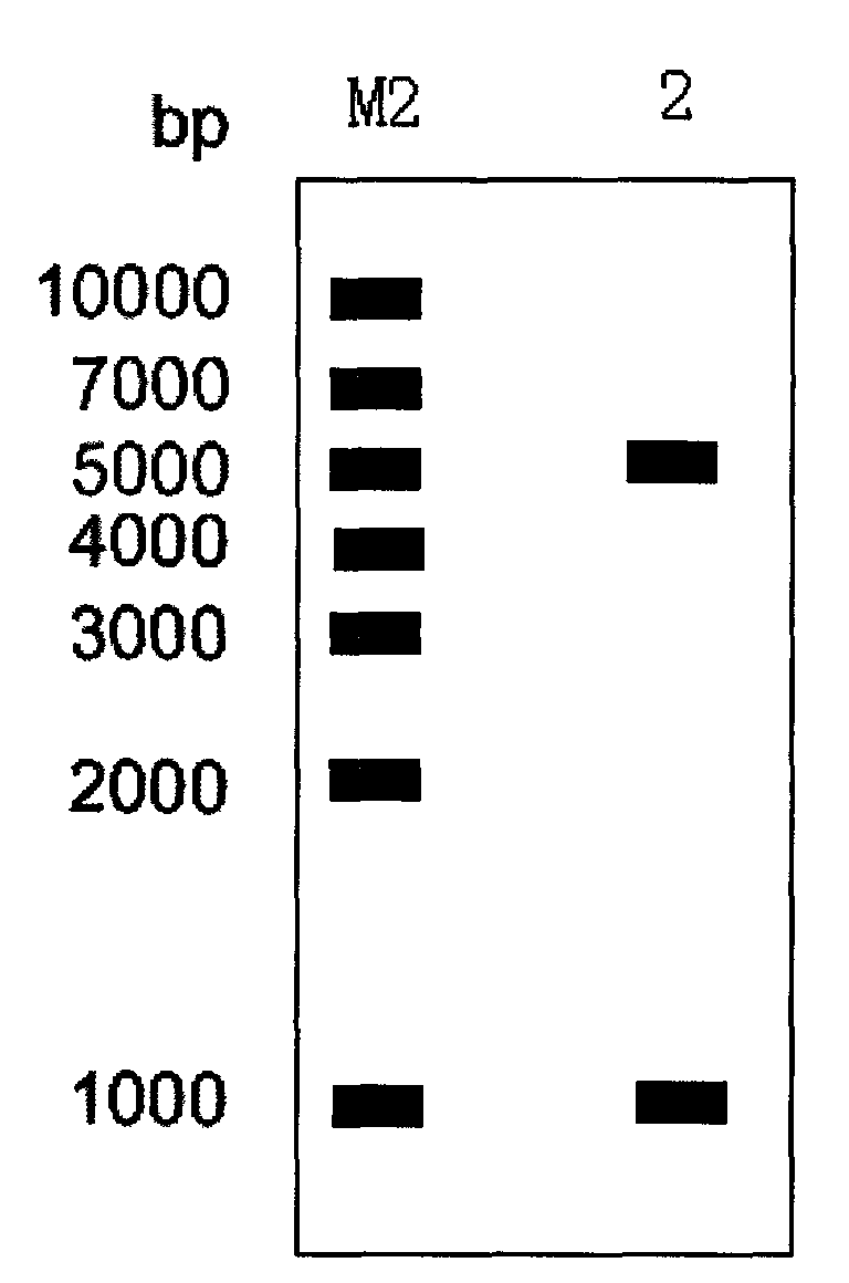 Thermostable carboxylesterase gene, coding protein and application thereof