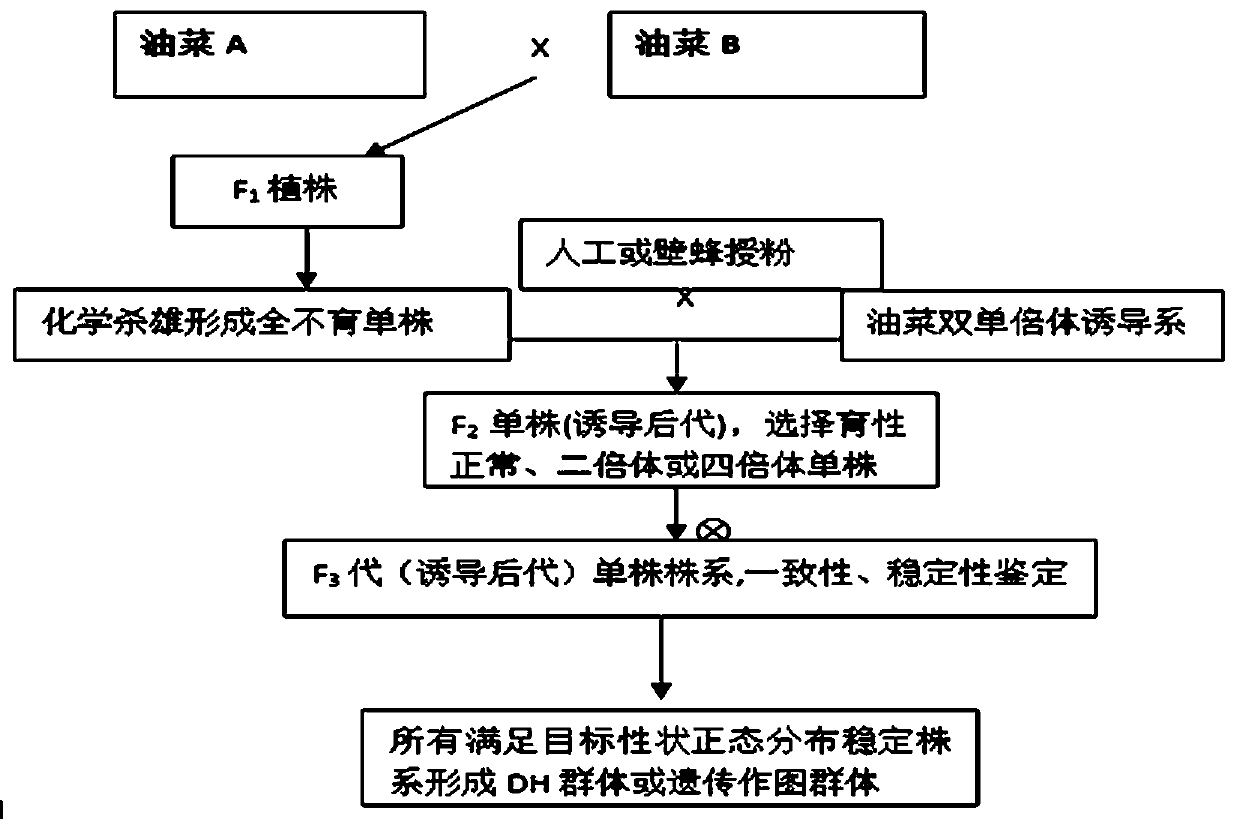 Method for Large-scale Creation of Rapeseed Rapeseed Genetically Stable Population by Double Haploid Inducer Line