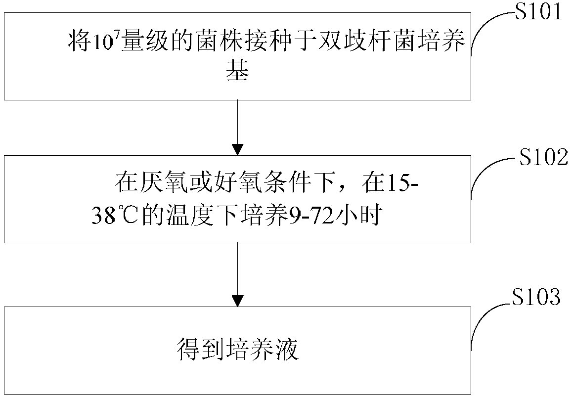 Bifidobacterium animalis and preparation method thereof