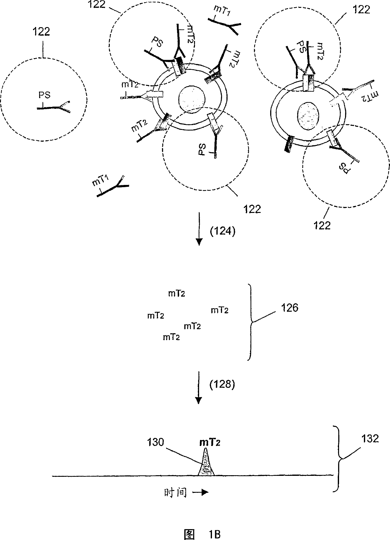 ErbB surface receptor complexes as biomarkers