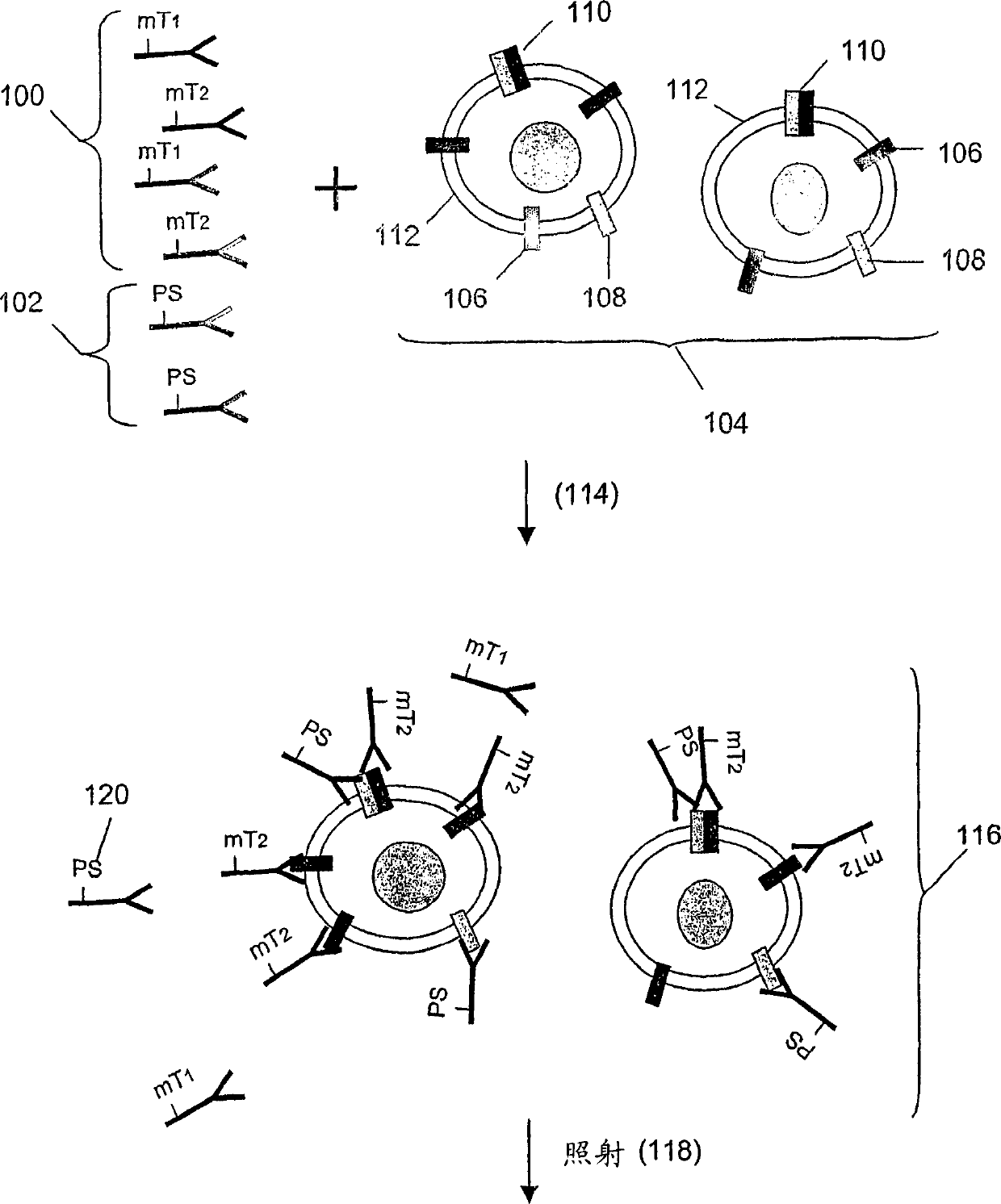 ErbB surface receptor complexes as biomarkers