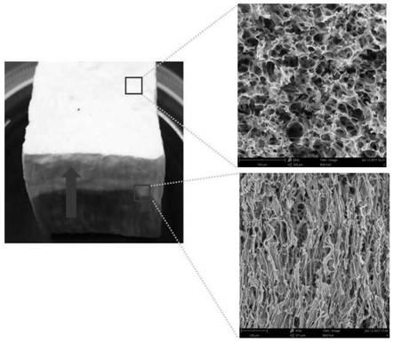 Preparation method of mushroom-stem-imitated directional oil absorption material