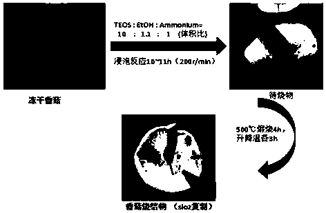 Preparation method of mushroom-stem-imitated directional oil absorption material