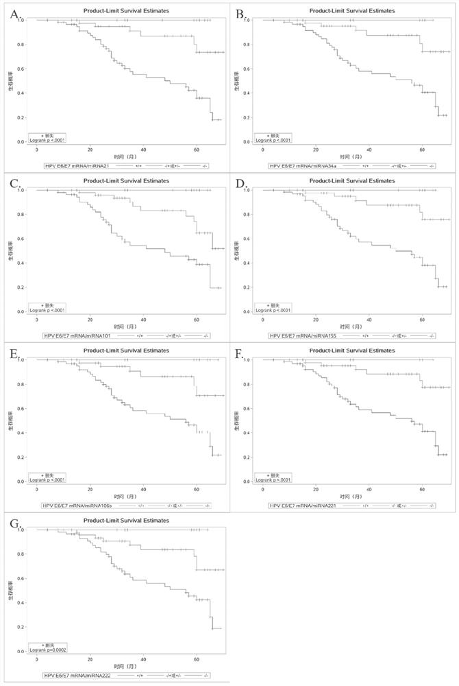 Application of miRNA 21 in preparation of reagent for judging radiotherapy prognosis survival rate of head and neck squamous cell carcinoma patient infected by HPV (human papilloma virus)