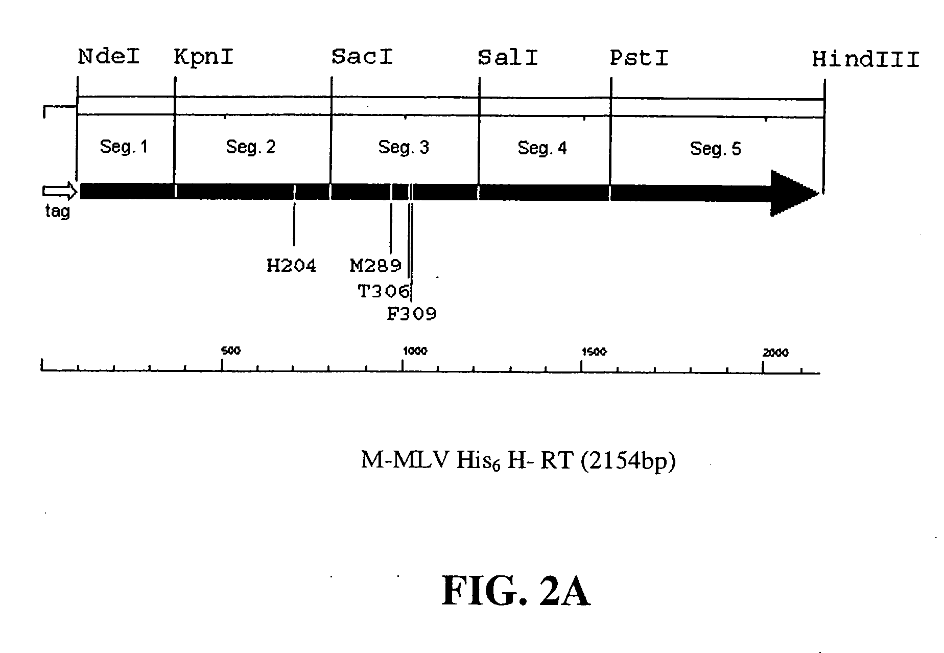 Thermostable reverse transcriptases and uses thereof