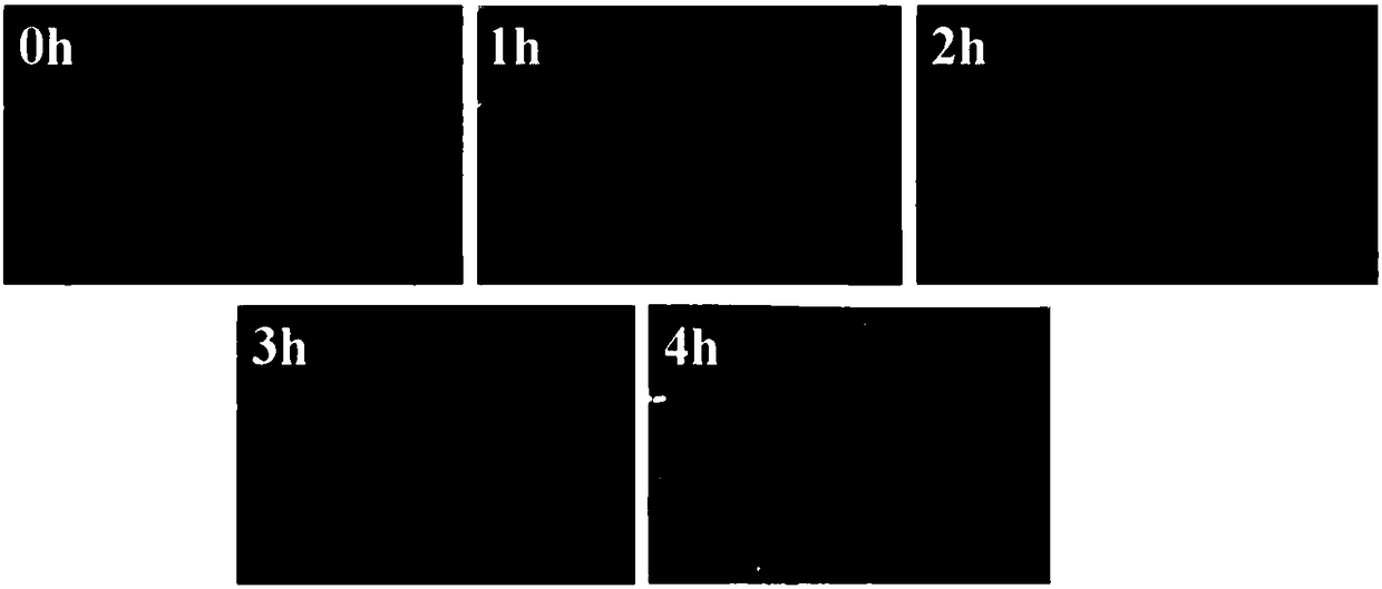 Water-based super-amphiphobic paint as well as preparation method and application thereof