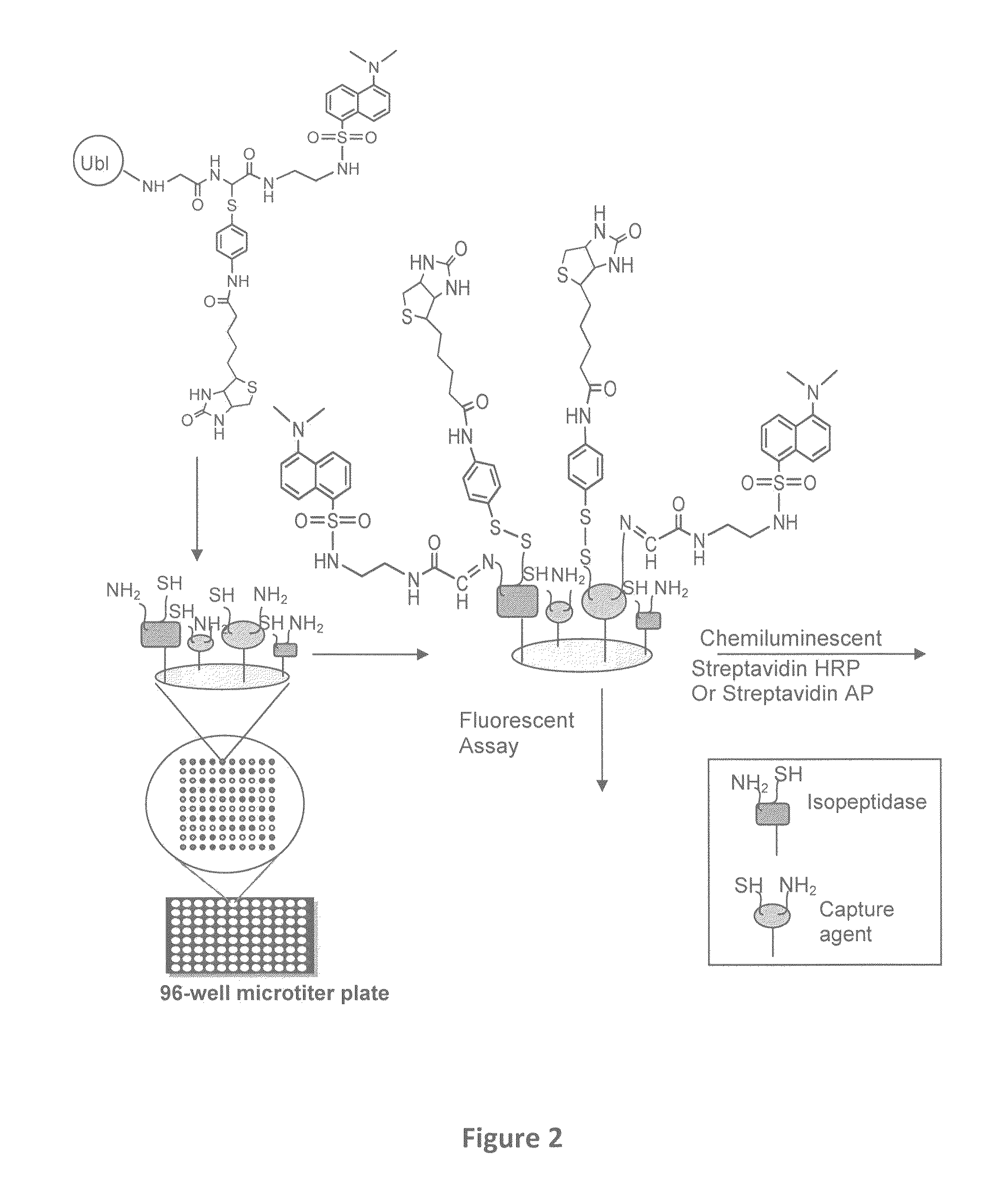 Synthetic protease substrates, assay methods using such substrates and kits for practicing the assay