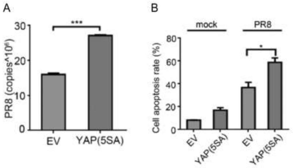 Application of YAP/TAZ protein as target molecule in preparation of anti-influenza A virus drugs