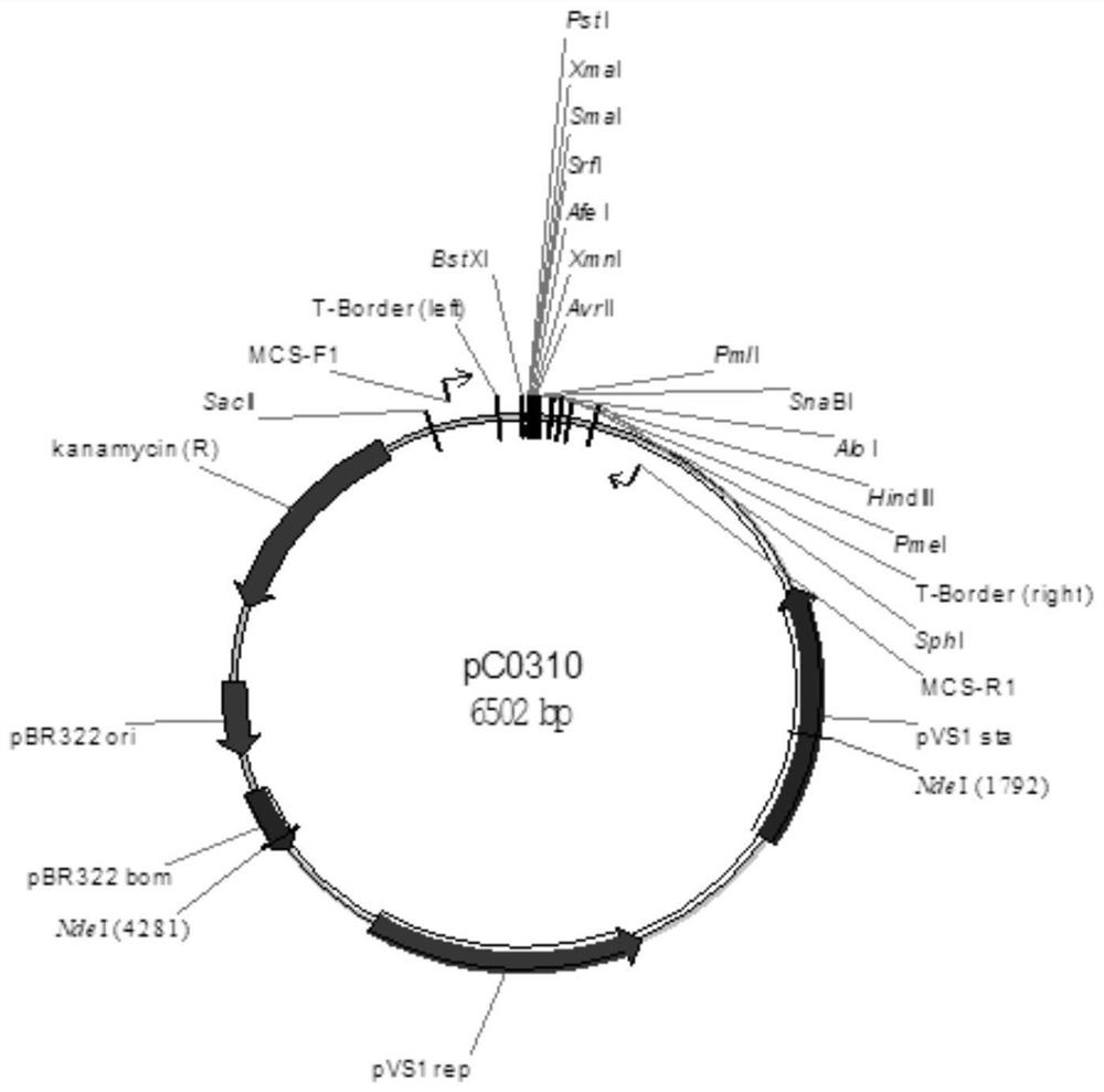 Plant constitutive promoter osubipro and its application