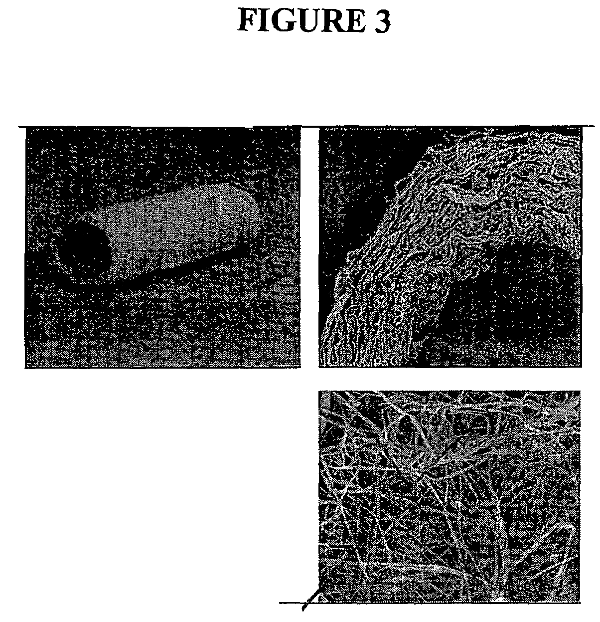 Cell scaffold matrices with incorporated therapeutic agents