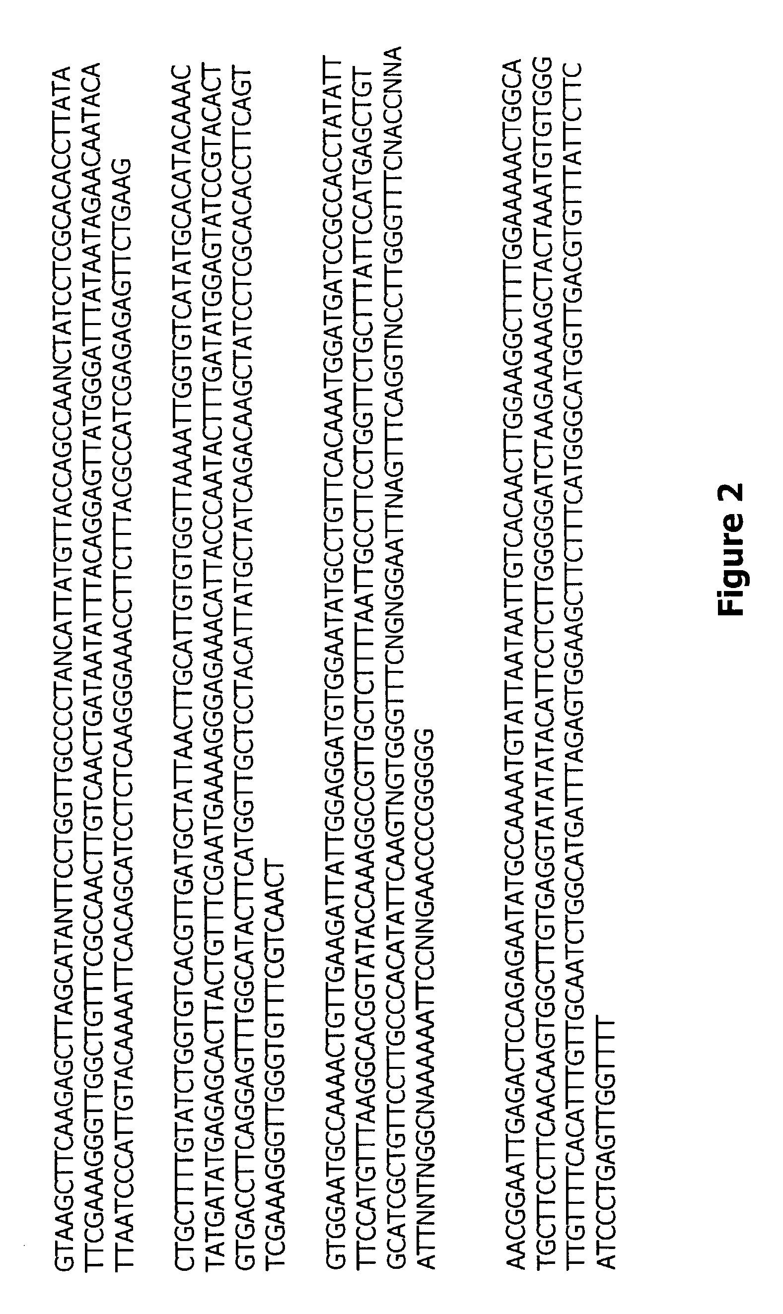 Acyl CoA:cholesterol acyltransferase related nucleic acid sequences