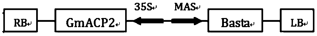 Soybean gene gmacp2, encoded protein and its application for tolerance to low phosphorus