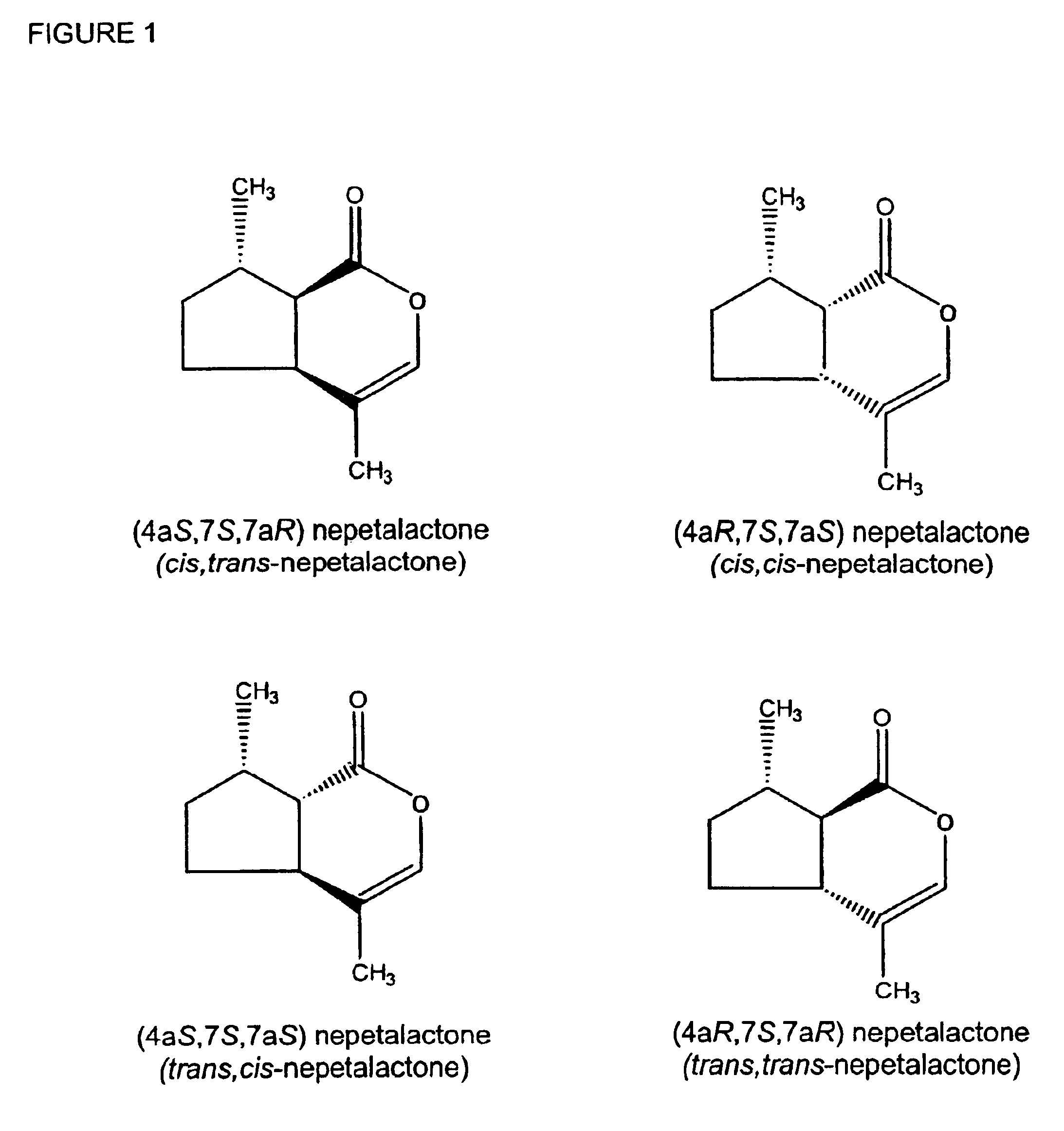 Production of dihydronepetalactone by hydrogenation of nepetalactone