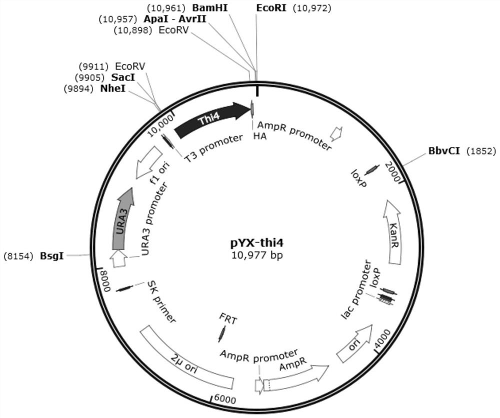 Saccharomyces cerevisiae Genetically Engineered Bacteria Using Glucose Efficiently, Its Construction Method and Application