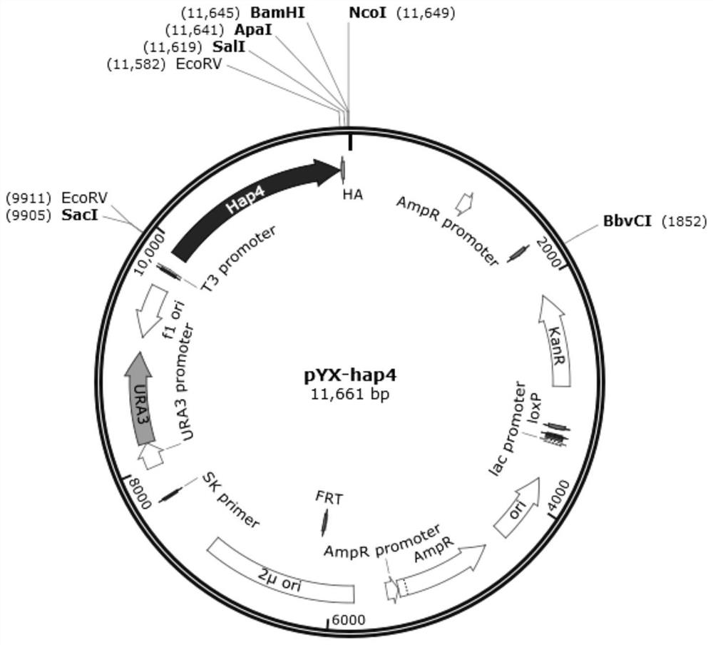 Saccharomyces cerevisiae Genetically Engineered Bacteria Using Glucose Efficiently, Its Construction Method and Application