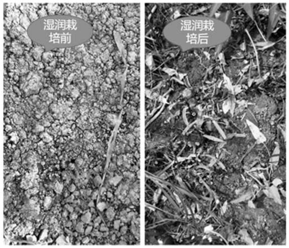 Wet and dry crop rotation method for annual cultivation of vegetables in protected land