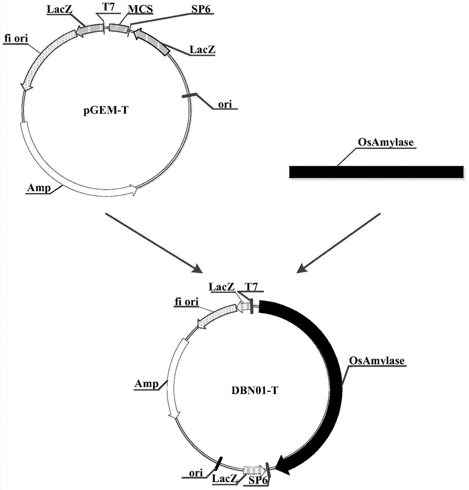 Protein influencing male fertility and encoding gene and application thereof