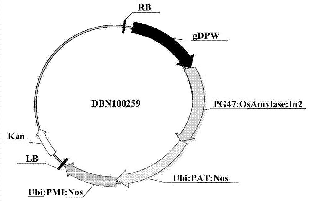 Protein influencing male fertility and encoding gene and application thereof