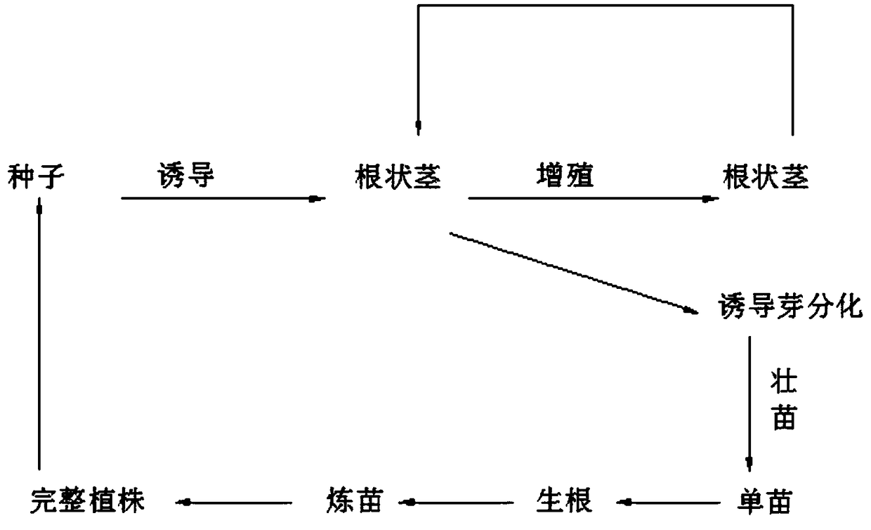 Rapid propagation method of cymbidium ensifolium seeds by aseptic sowing