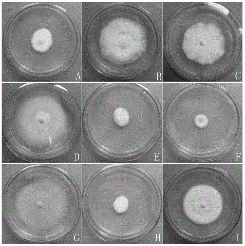 Monochamus alternates hope beauveria bassiana space mutant B305 and application thereof