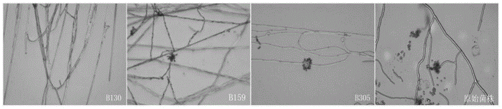 Monochamus alternates hope beauveria bassiana space mutant B305 and application thereof