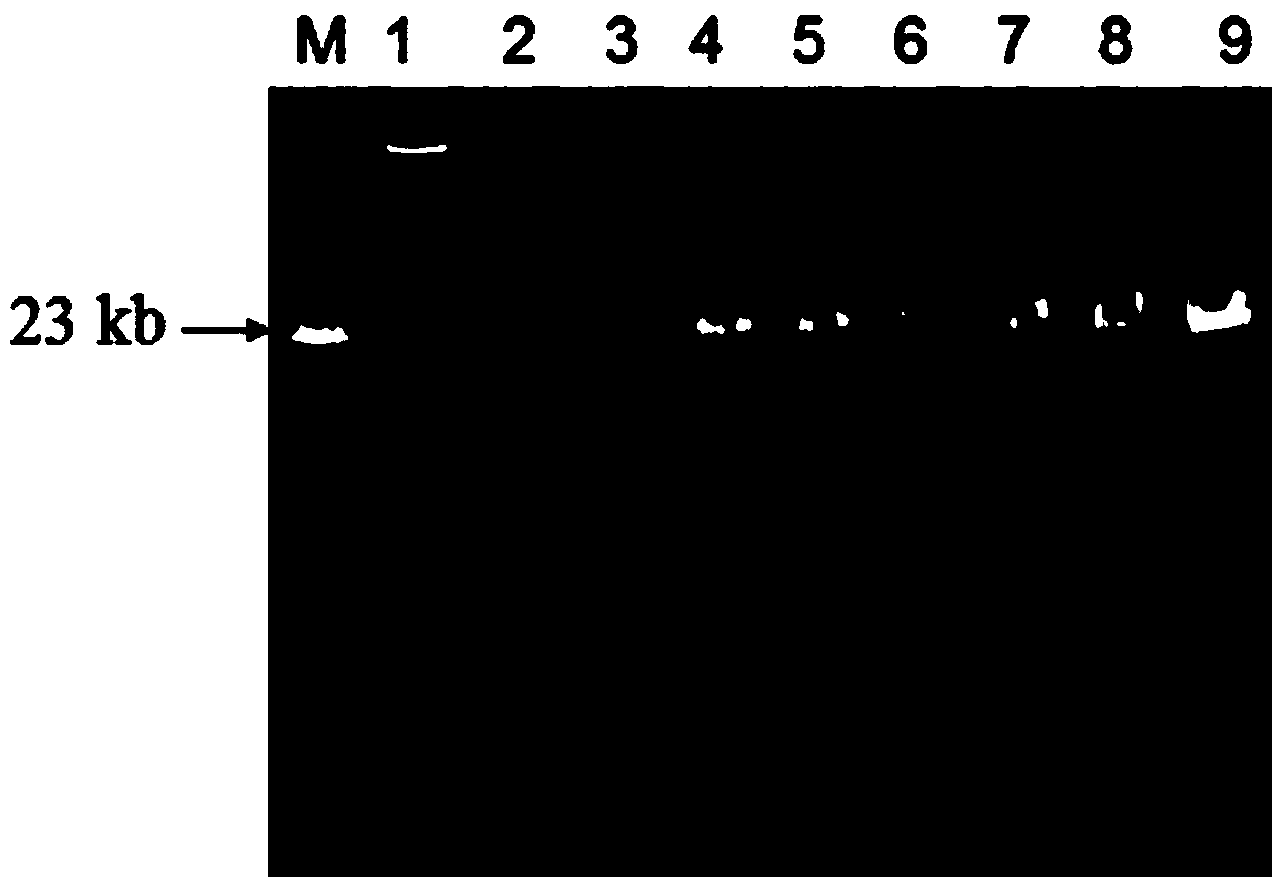 Gene pme16A for encoding metalloprotease and application thereof