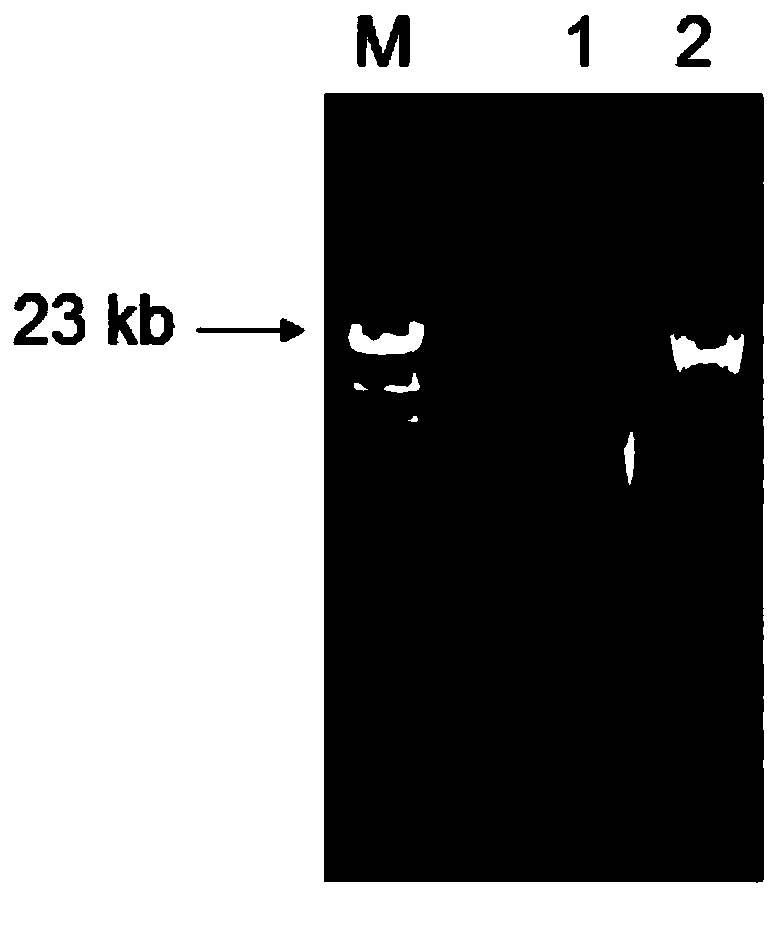 Gene pme16A for encoding metalloprotease and application thereof