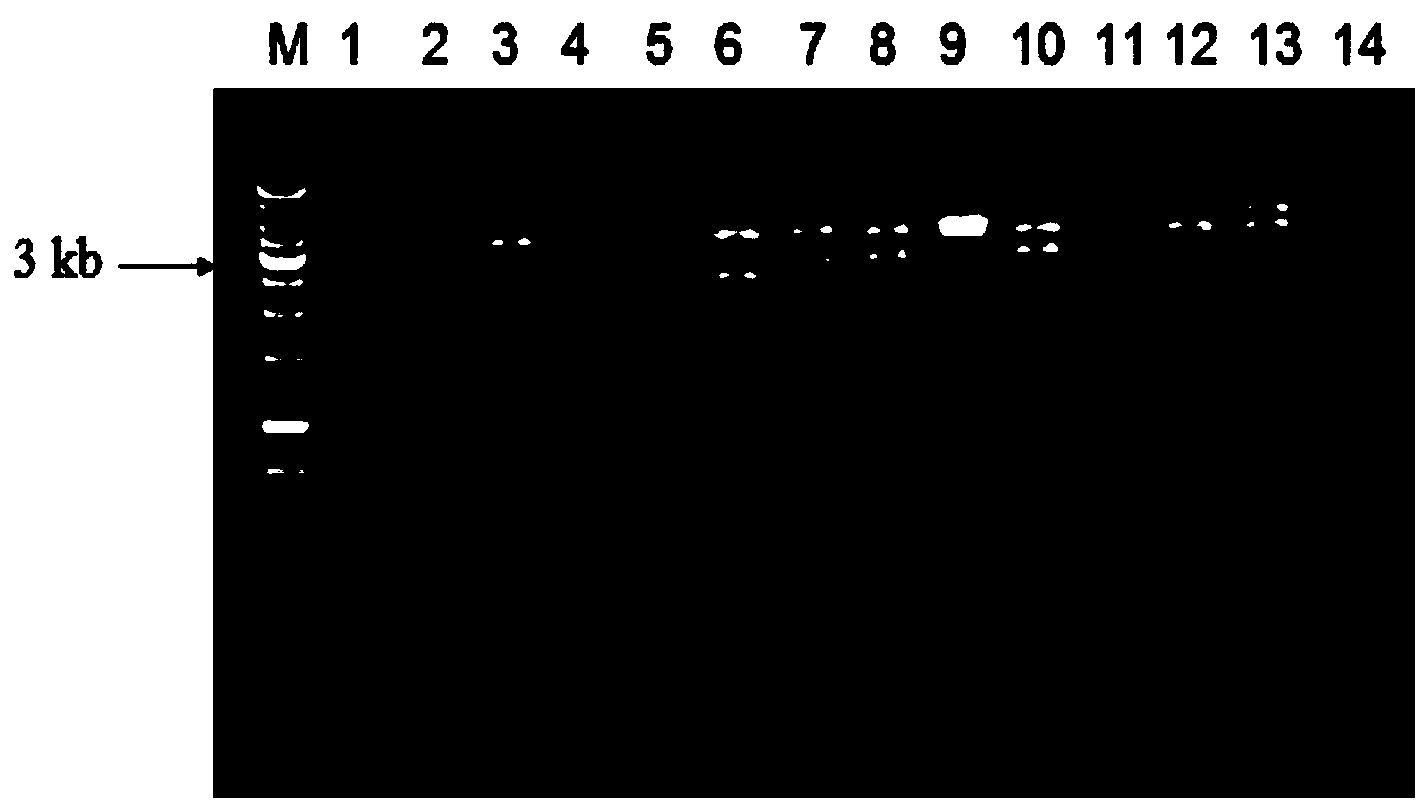 Gene pme16A for encoding metalloprotease and application thereof