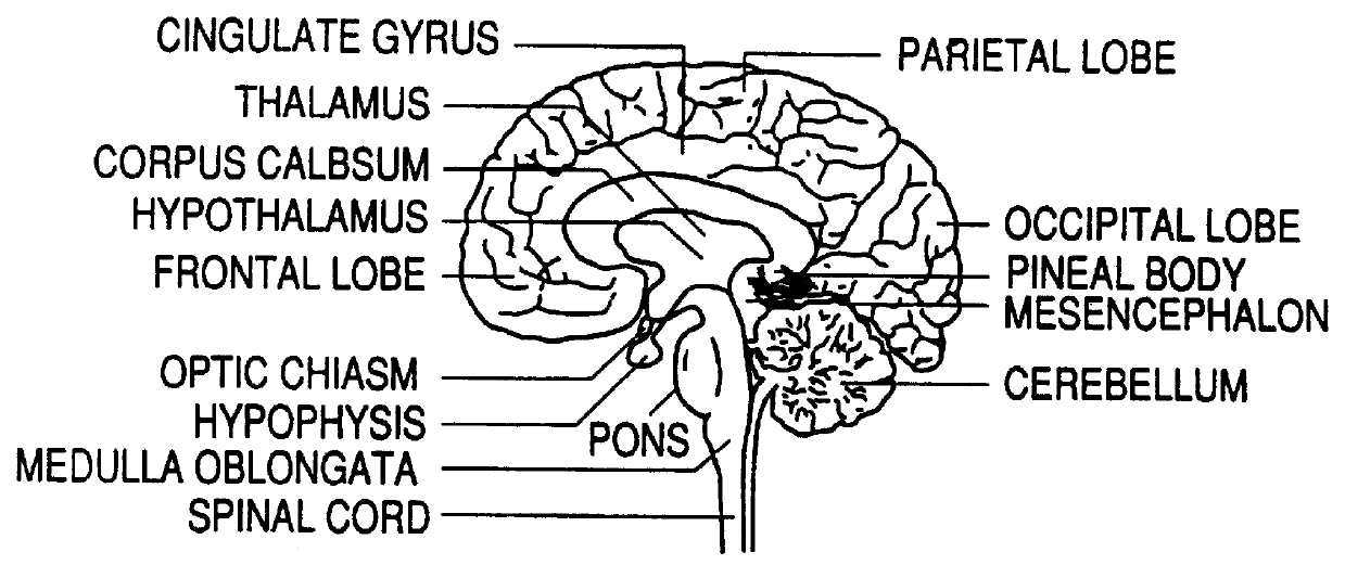 Apparatus and method for analyzing information relating to physical and mental condition