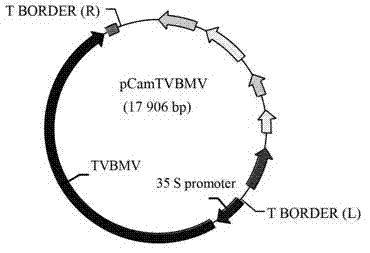 Construction and application of tobacco vein banding mosaic virus infectious clone