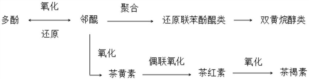 Functional-microbe-optimized-fermented spiral black tea and preparation method therefor