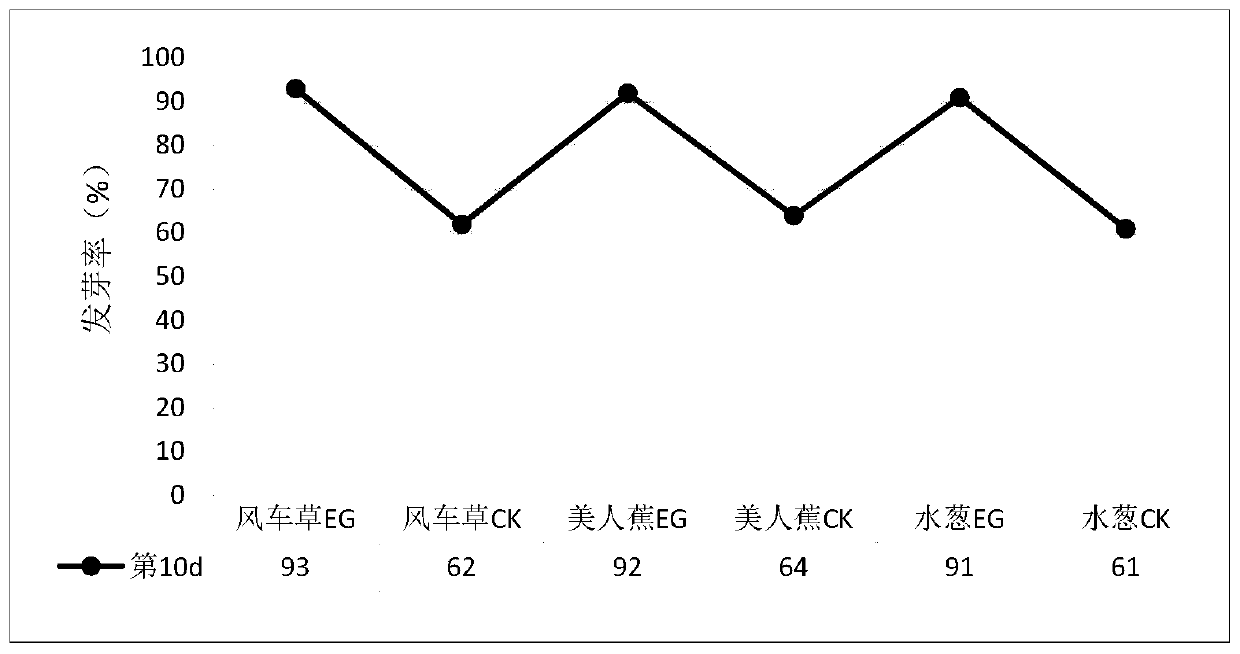 High-efficiency water-purifying plant culturing and growth promoting method