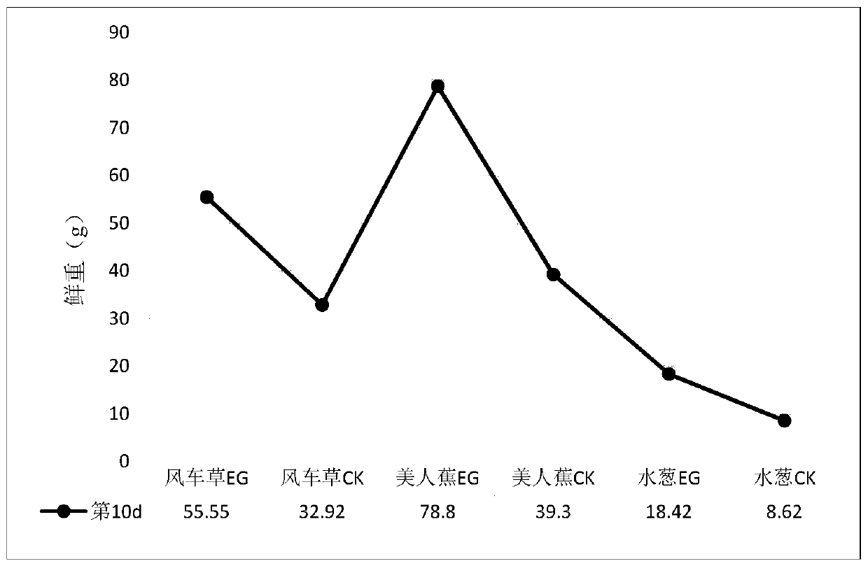 High-efficiency water-purifying plant culturing and growth promoting method