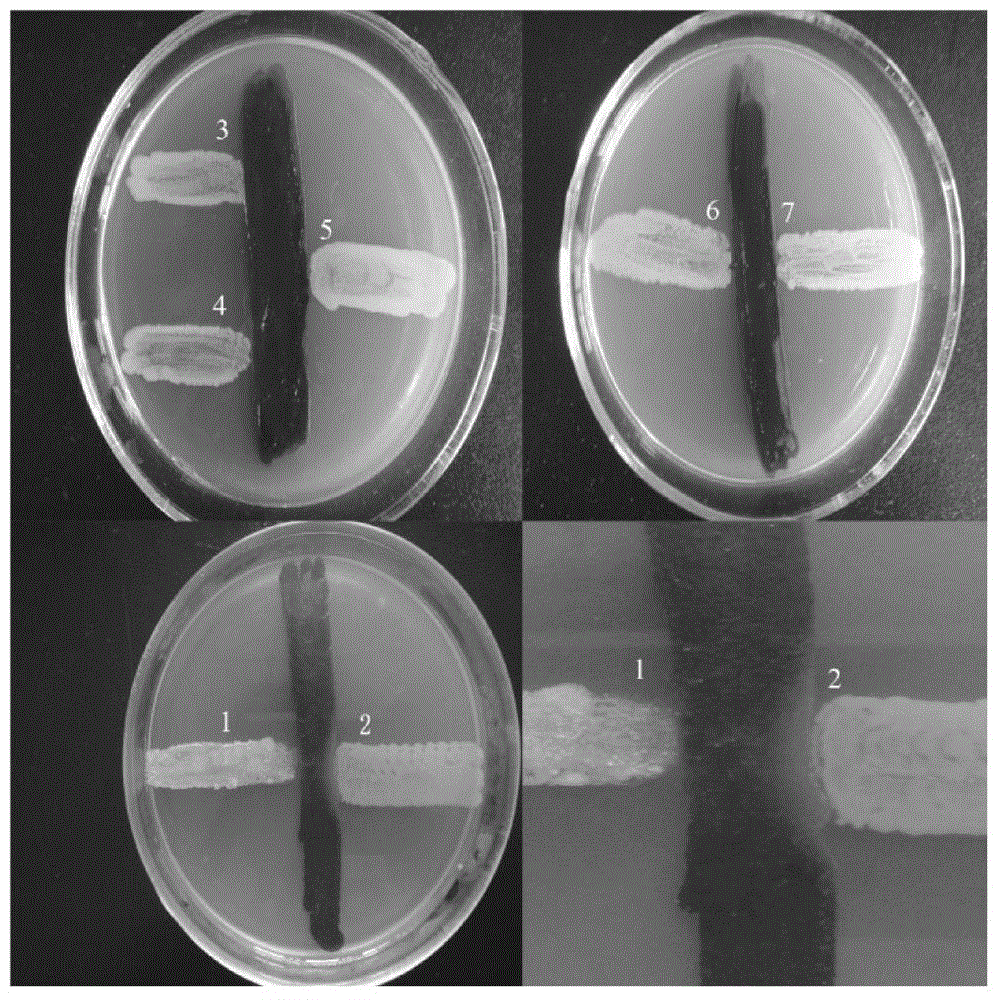 Bacillus pumilus mutant strain with quorum-sensing system inhibiting effects