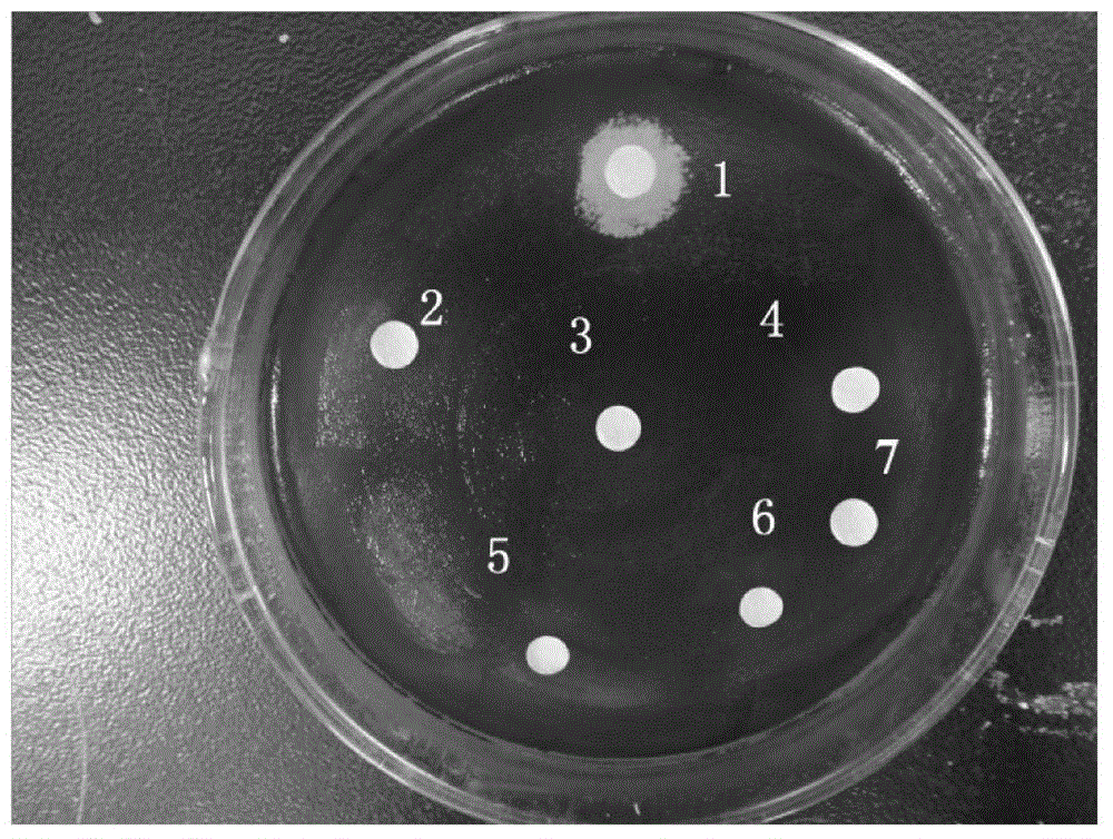 Bacillus pumilus mutant strain with quorum-sensing system inhibiting effects