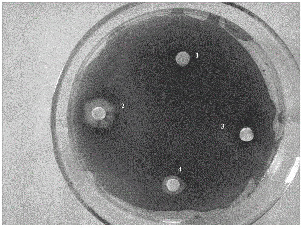 Bacillus pumilus mutant strain with quorum-sensing system inhibiting effects