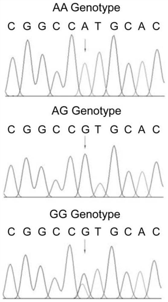 Complete sequence of porcine BMP7 gene 3'-UTR, mutation sites associated with reproductive traits and application of mutation sites