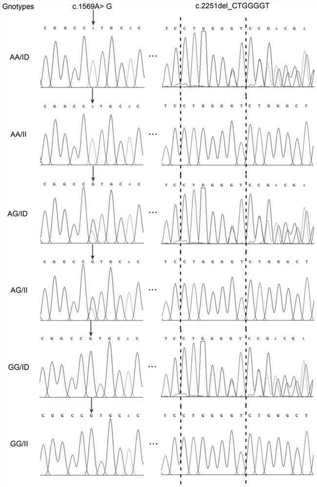 Complete sequence of porcine BMP7 gene 3'-UTR, mutation sites associated with reproductive traits and application of mutation sites