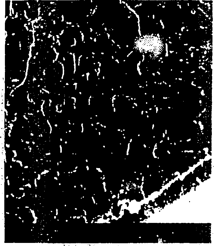 Blend membranes based on sulfonated poly (phenylene ether) for enbanced polymer electrochemical cells