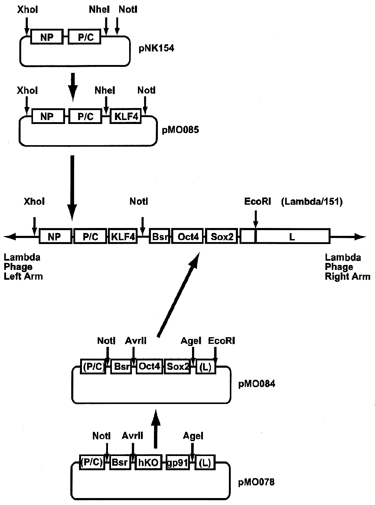 Vectors for generating pluripotent stem cells and methods of producing pluripotent stem cells using the same