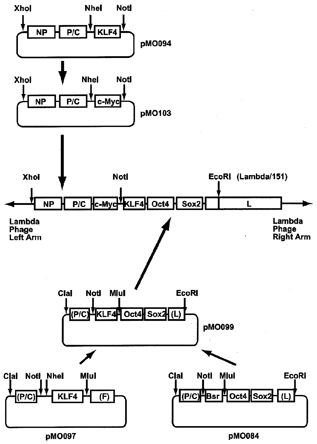 Vectors for generating pluripotent stem cells and methods of producing pluripotent stem cells using the same