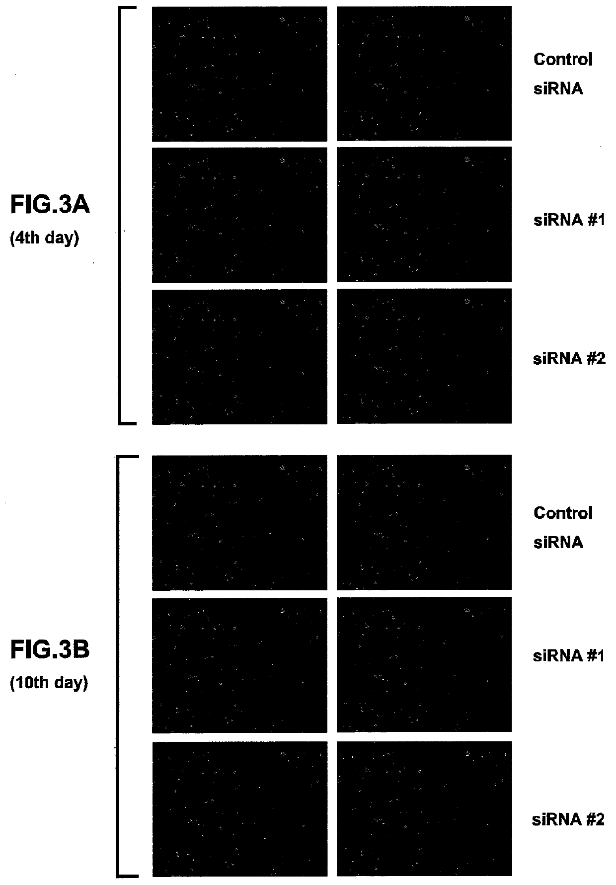 Vectors for generating pluripotent stem cells and methods of producing pluripotent stem cells using the same