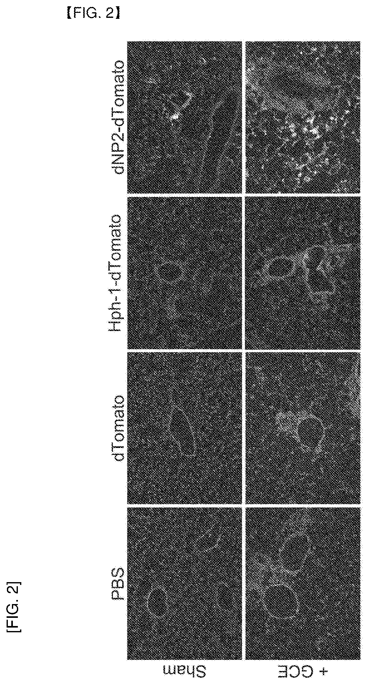 Pharmaceutical composition for preventing or treating inflammatory respiratory disease containing fusion protein in which cell-penetrating peptide and ctctla4 peptide are fused as active ingredient