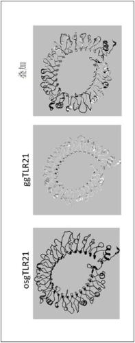 CpG-oligodeoxynucleotide, immunogenic composition, and use thereof