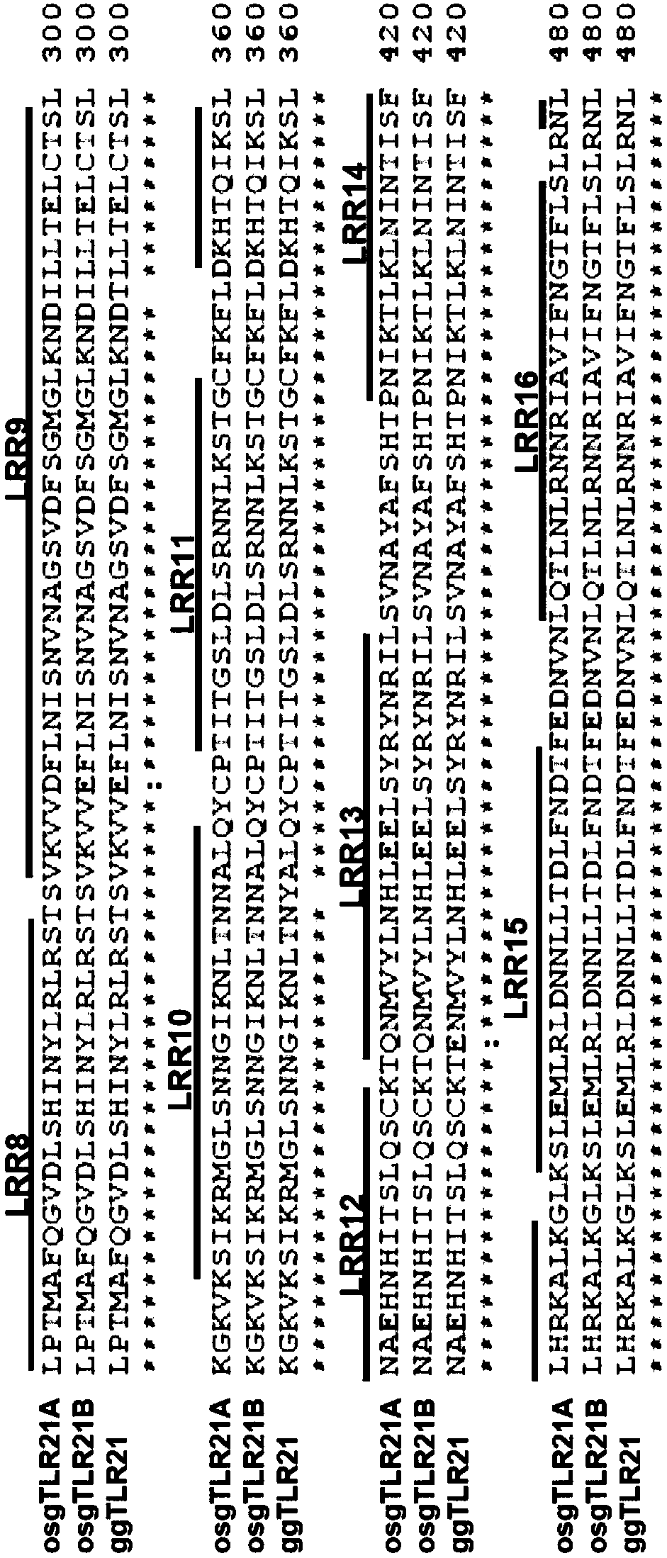 CpG-oligodeoxynucleotide, immunogenic composition, and use thereof