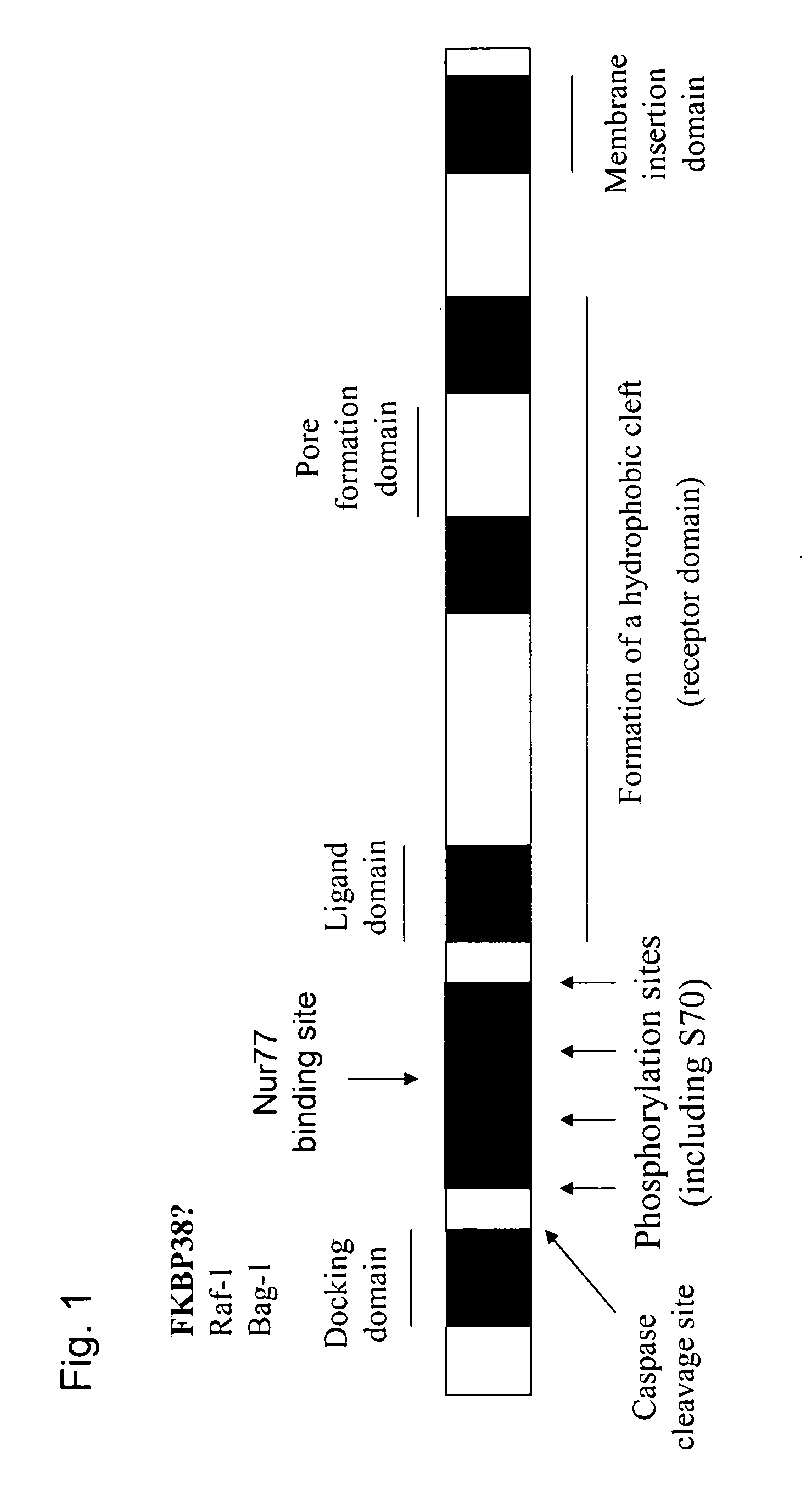 Bcl-2 promoted cell death