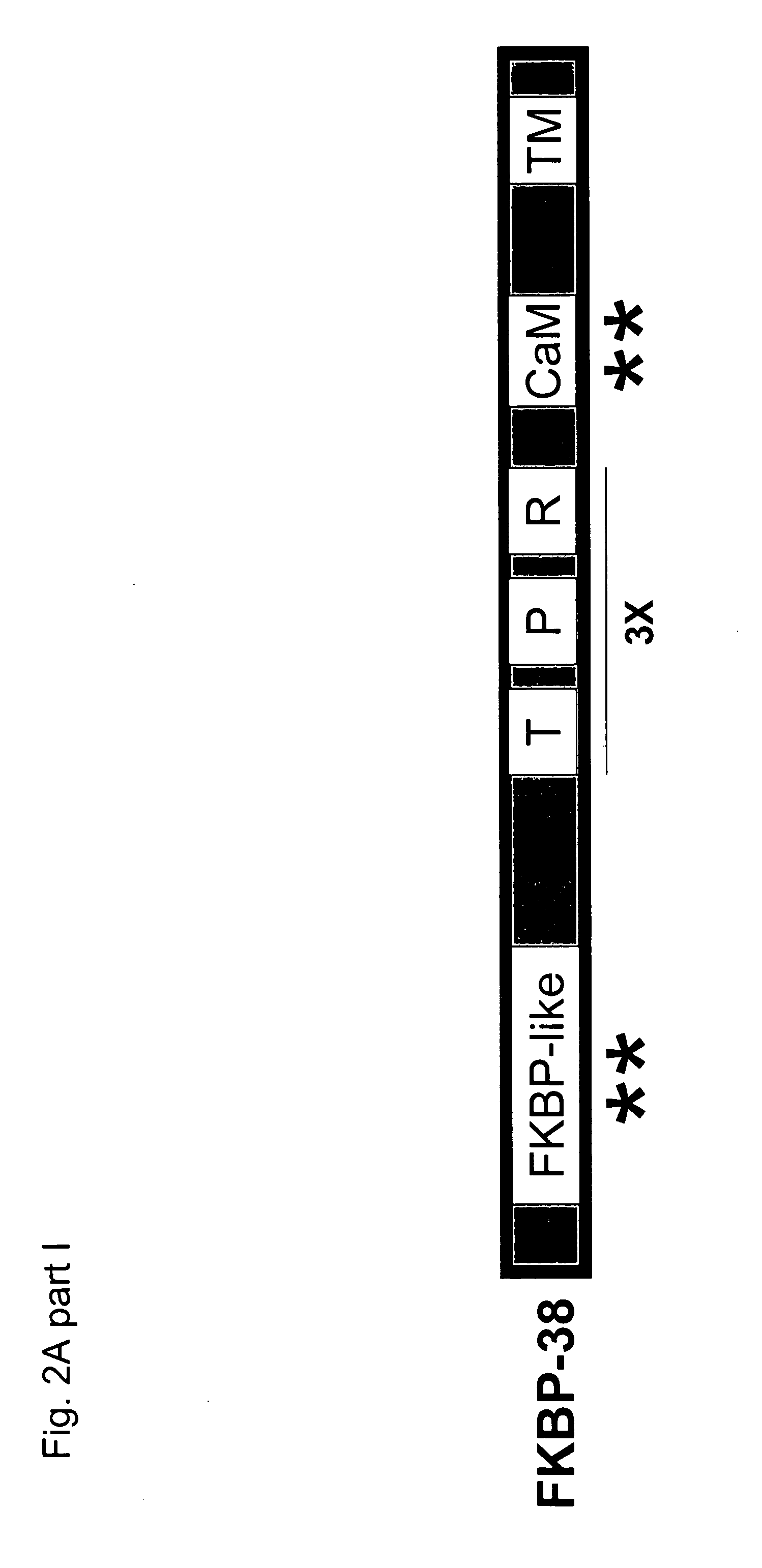 Bcl-2 promoted cell death