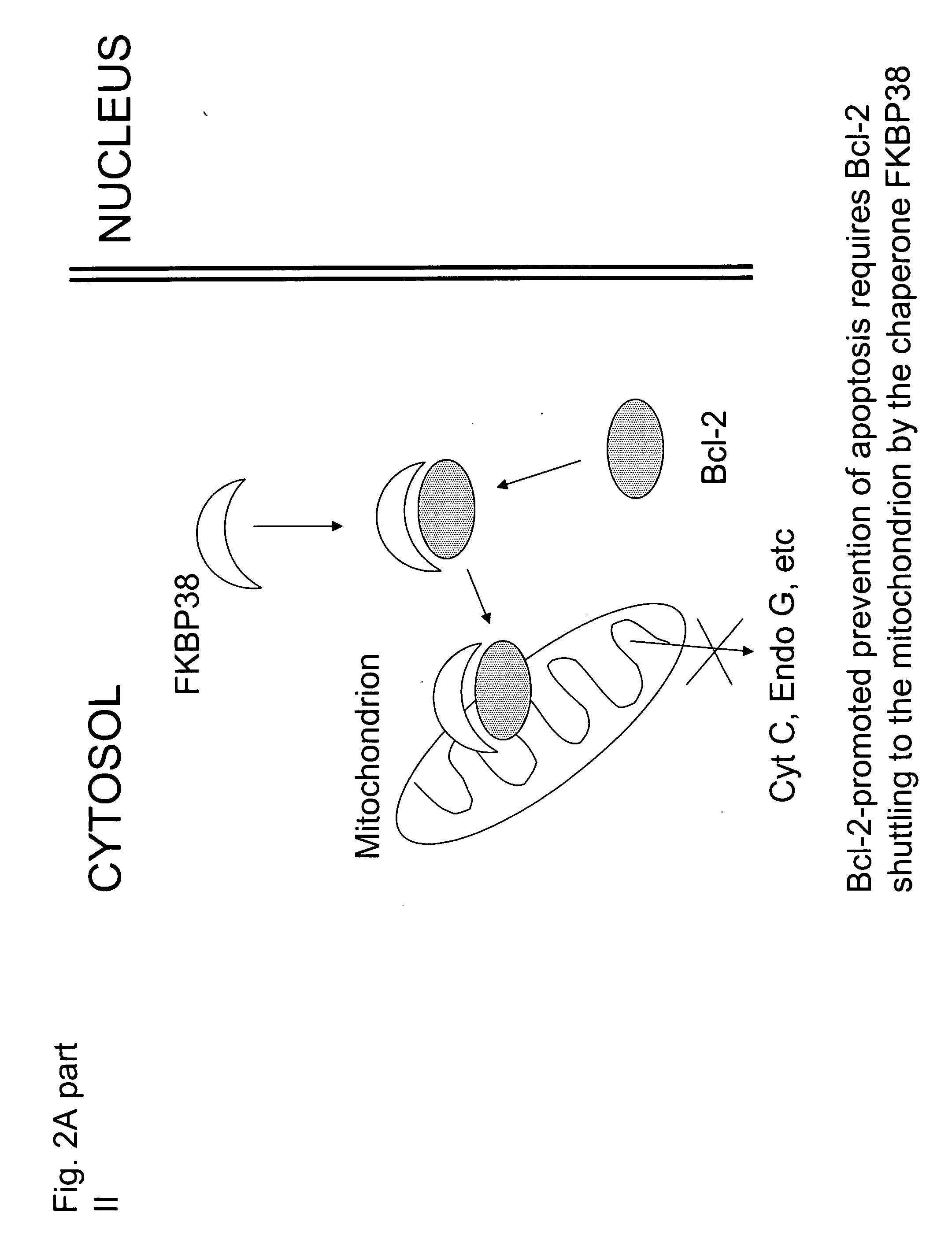 Bcl-2 promoted cell death