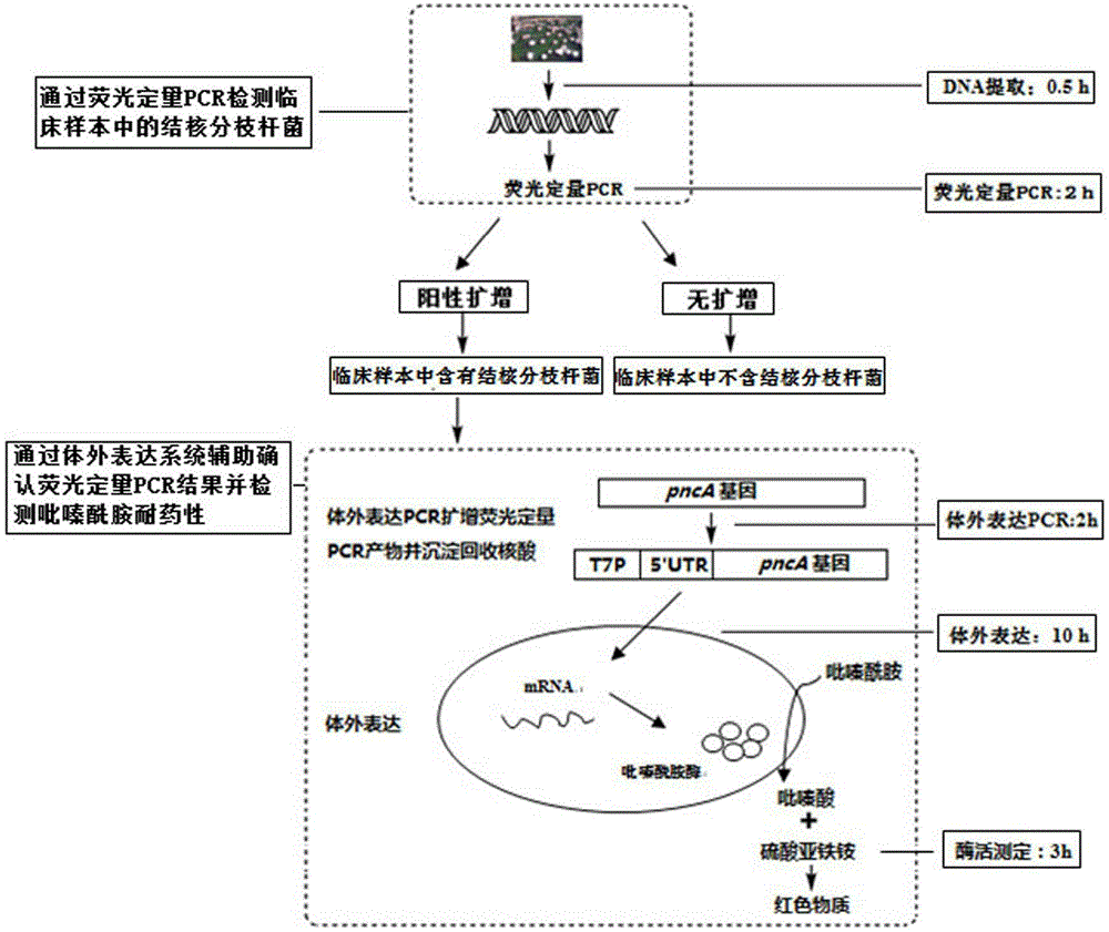 Primer set for detection of Mycobacterium tuberculosis and its resistance to pyrazinamide