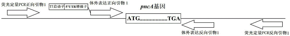 Primer set for detection of Mycobacterium tuberculosis and its resistance to pyrazinamide